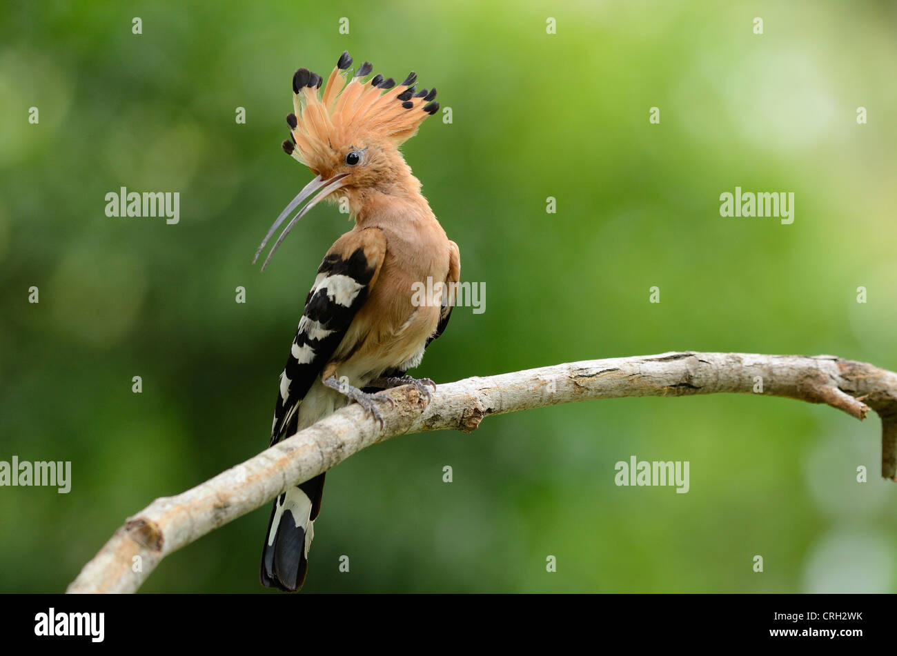 Bellissima upupa eurasiatica (Upupa epops) possing sul ramo Foto Stock