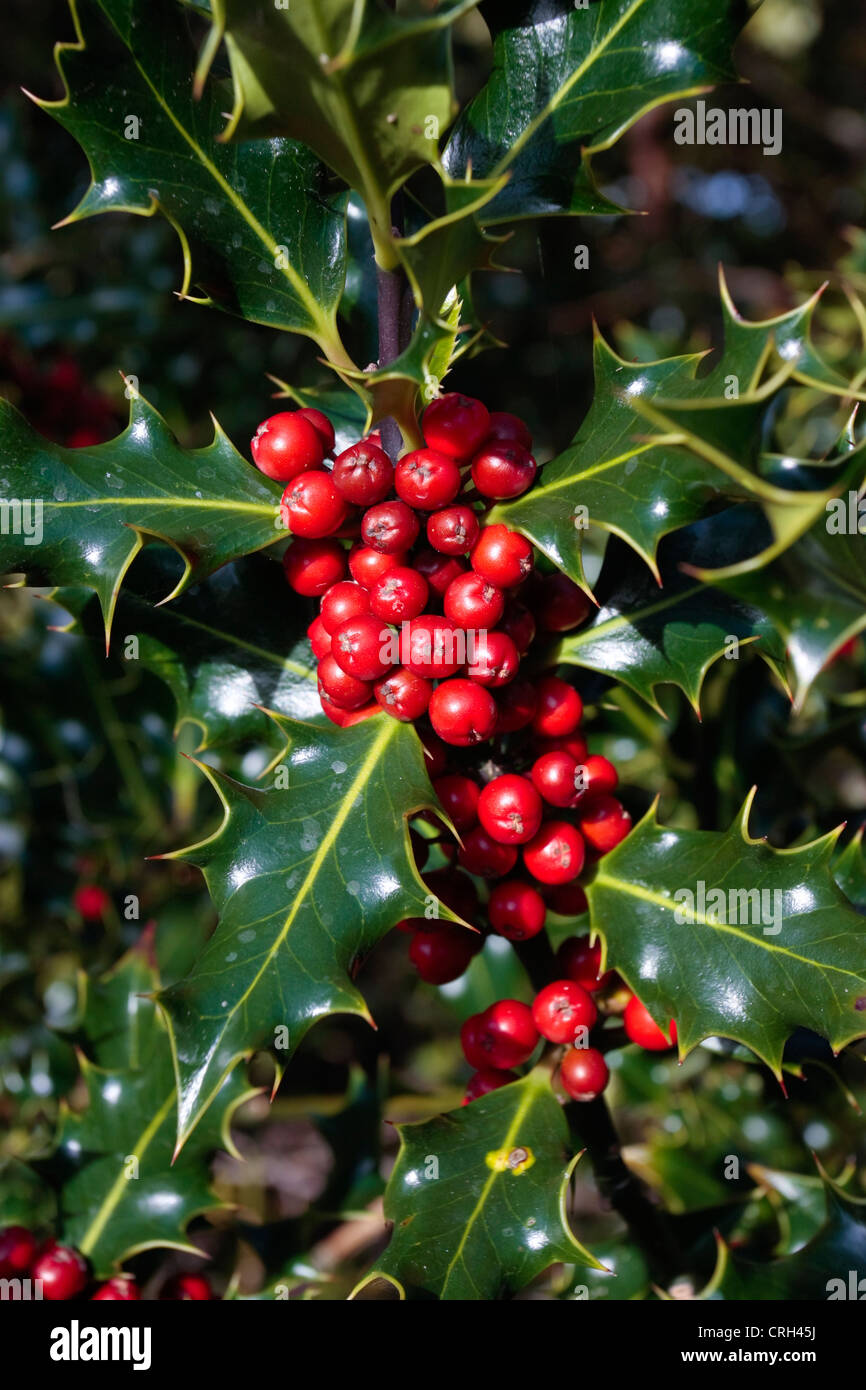 Holly pianta ramo con maturi di bacche rosse in autunno Foto Stock