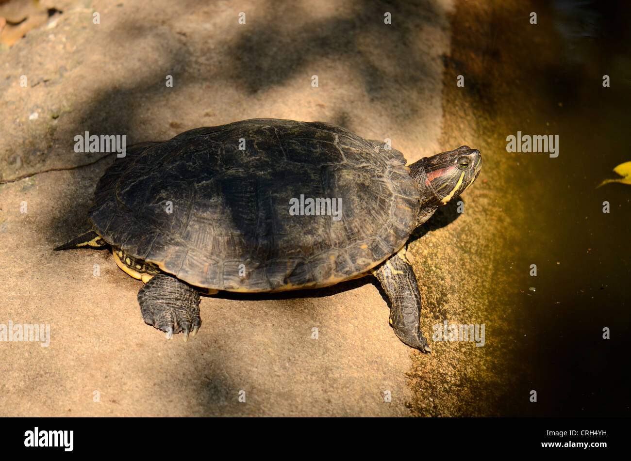 Bella tartaruga dalle orecchie rosse (Trachemys scripta elegans) nel tempio thailandese Foto Stock