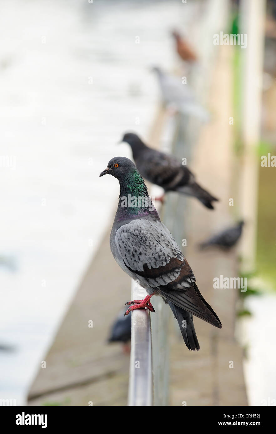 Piccioni seduti su un pesce persico guardando in lontananza Foto Stock