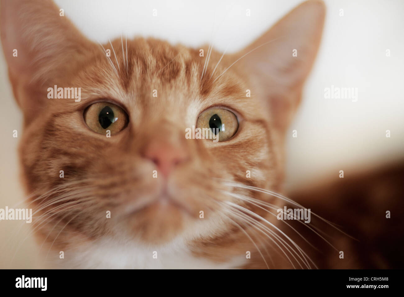 Close up ritratto di un gatto di casa Foto Stock