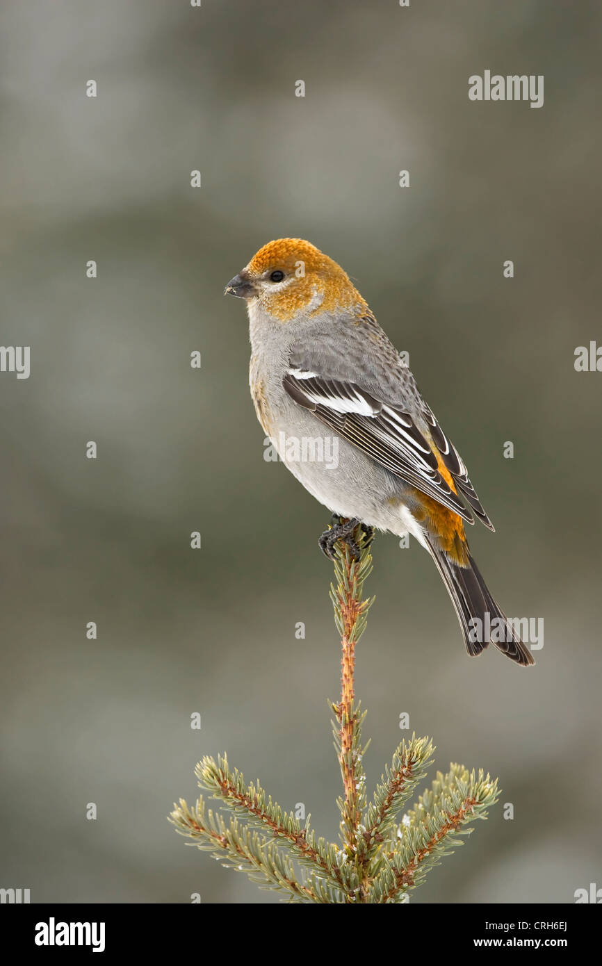 Pino femmina Grosbeak appollaiato in cima della struttura ad albero di abete rosso in inverno nel nord del Minnesota Foto Stock