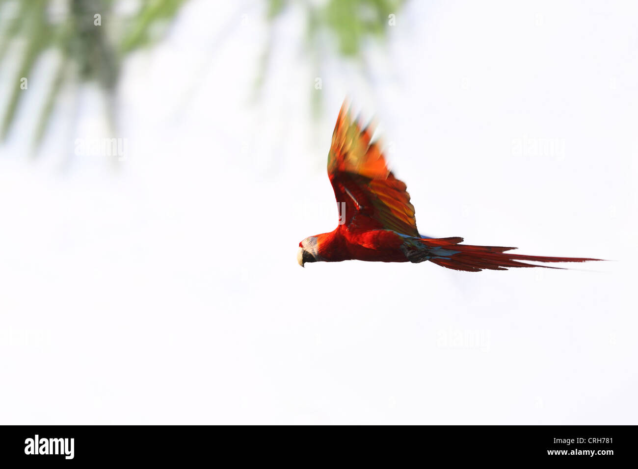 Scarlet Macaw (Ara macao) battenti. Parco Nazionale di Corcovado, Osa Peninsula, Costa Rica. Marzo 2012. Foto Stock