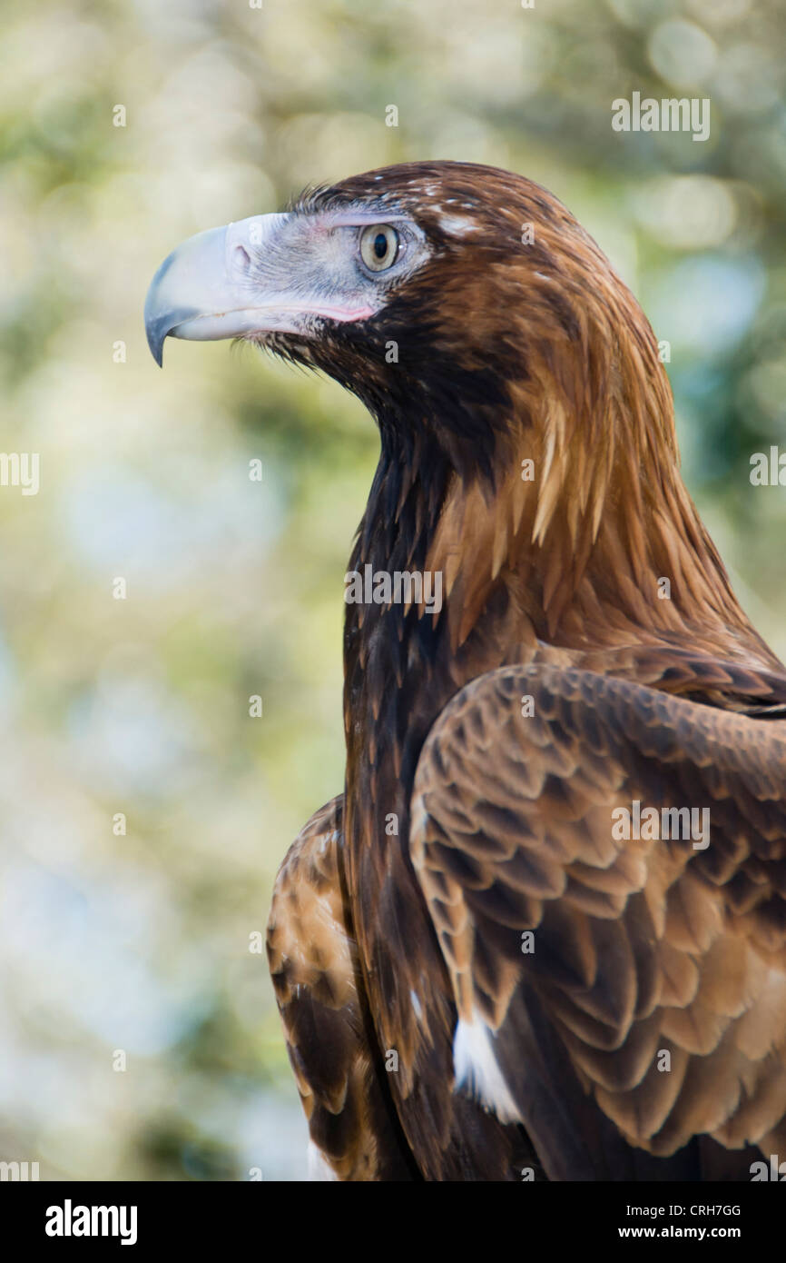 Il cuneo-tailed Eagle, Aquila audax, l'Australia è il più grande uccello vivente di preda e uno dei più grandi aquile in tutto il mondo. Foto Stock