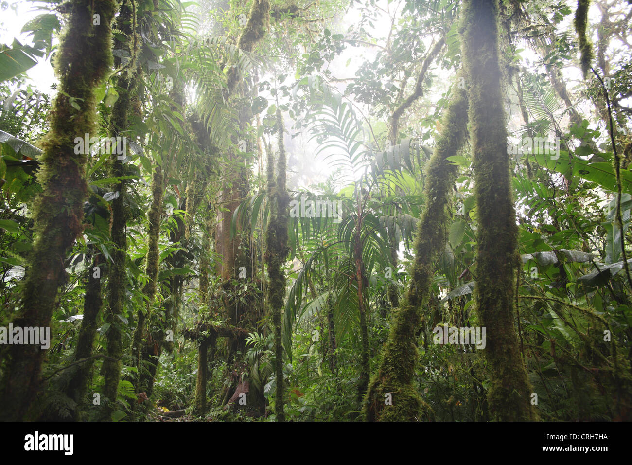 Monteverde Cloud Forest Preserve, Costa Rica. Gennaio 2012. Foto Stock