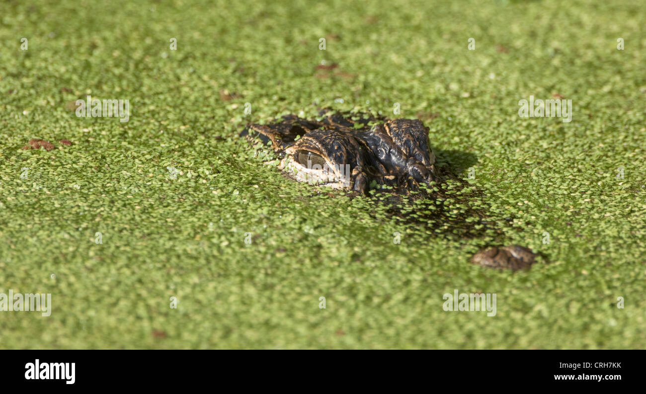 Alligatore rettile della fauna selvatica di lenticchie d'acqua Loxahatchee Wildlife Refuge Foto Stock