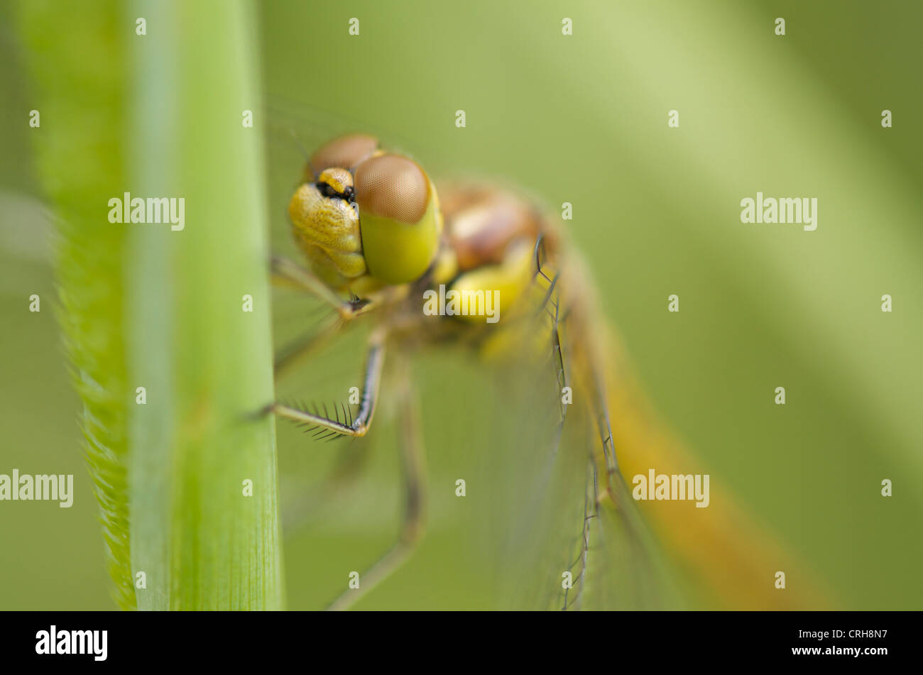 Common Darter dragonfly su canne Foto Stock