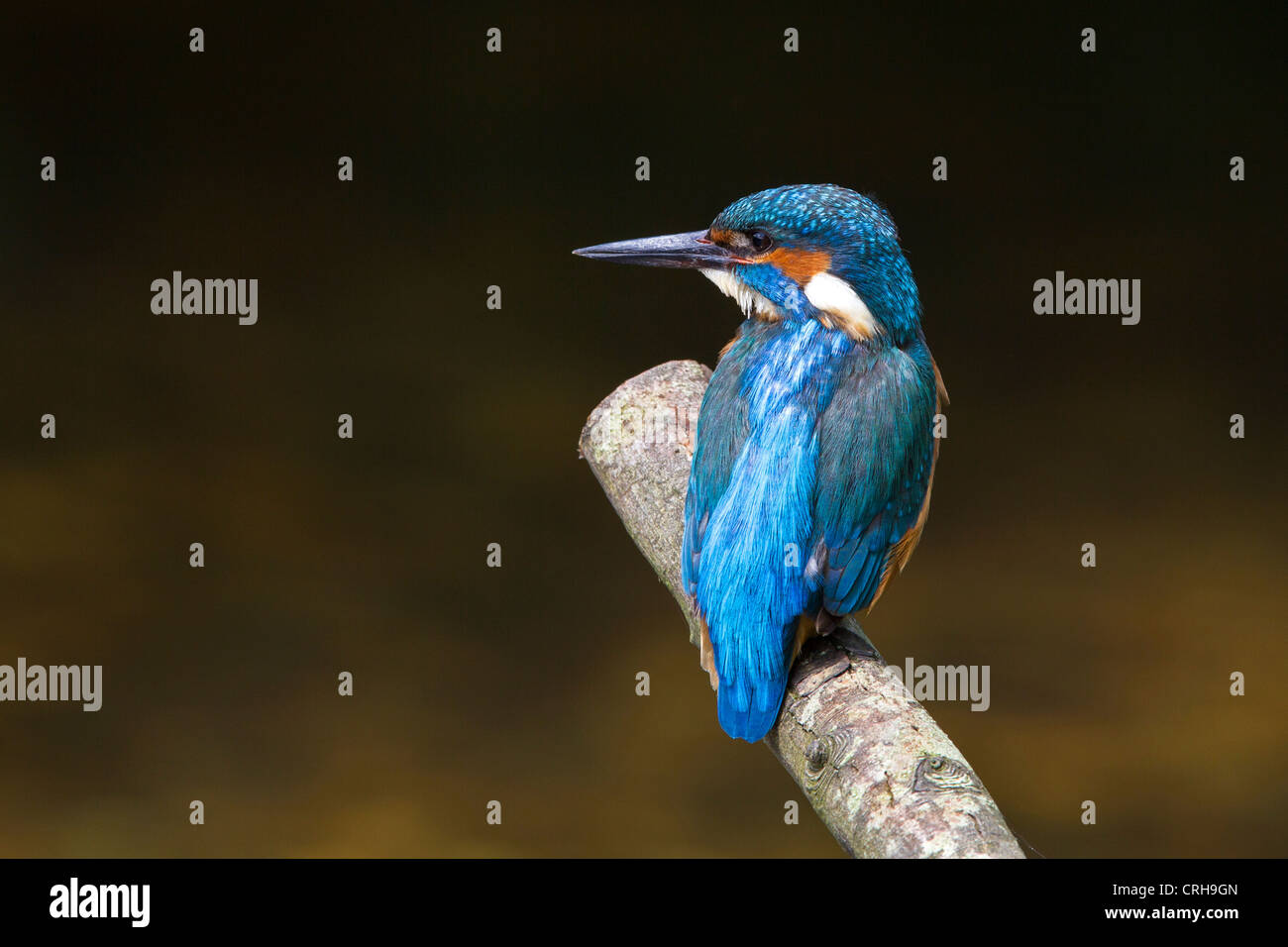 Ritratto di un Kingfisher Foto Stock