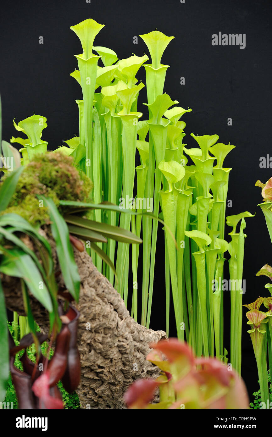 Chelsea Flower Show 2012 Piante carnivore Foto Stock