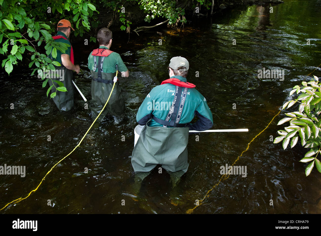 Environment Agency Team Catching Fresh Water Fish & Eels; Research Environmental Project in the River Ouse, Wensleydale, North Yorkshire Dales, UK Foto Stock