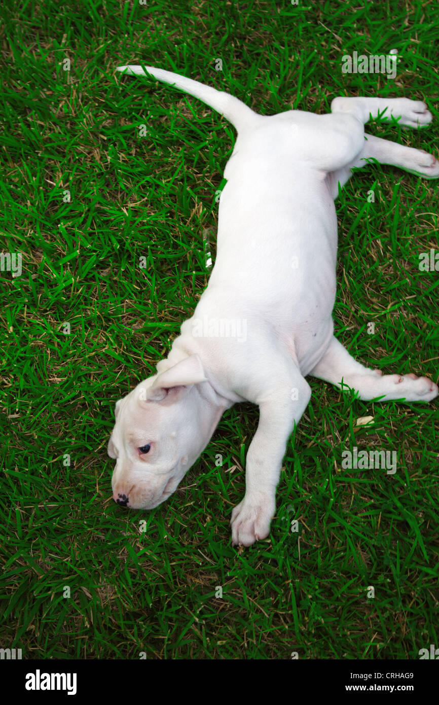 Dogo Argentino argentino Puppie Mastiff cane Foto Stock