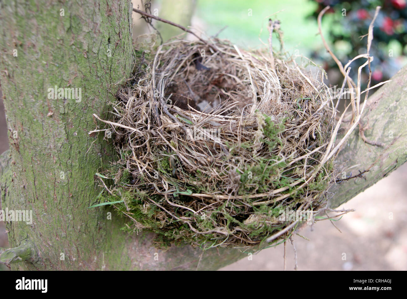 Abbandonata vuoto nido di uccelli in un albero (potrebbe simboleggiare la perdita della pensione / risparmio / investimento) Foto Stock