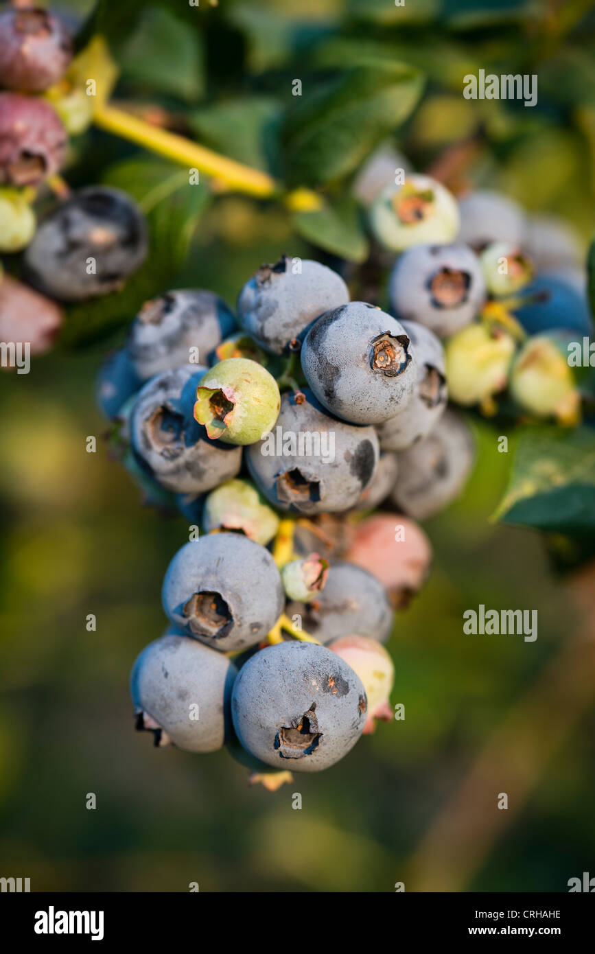 Mirtillo bush, New Jersey, STATI UNITI D'AMERICA Foto Stock