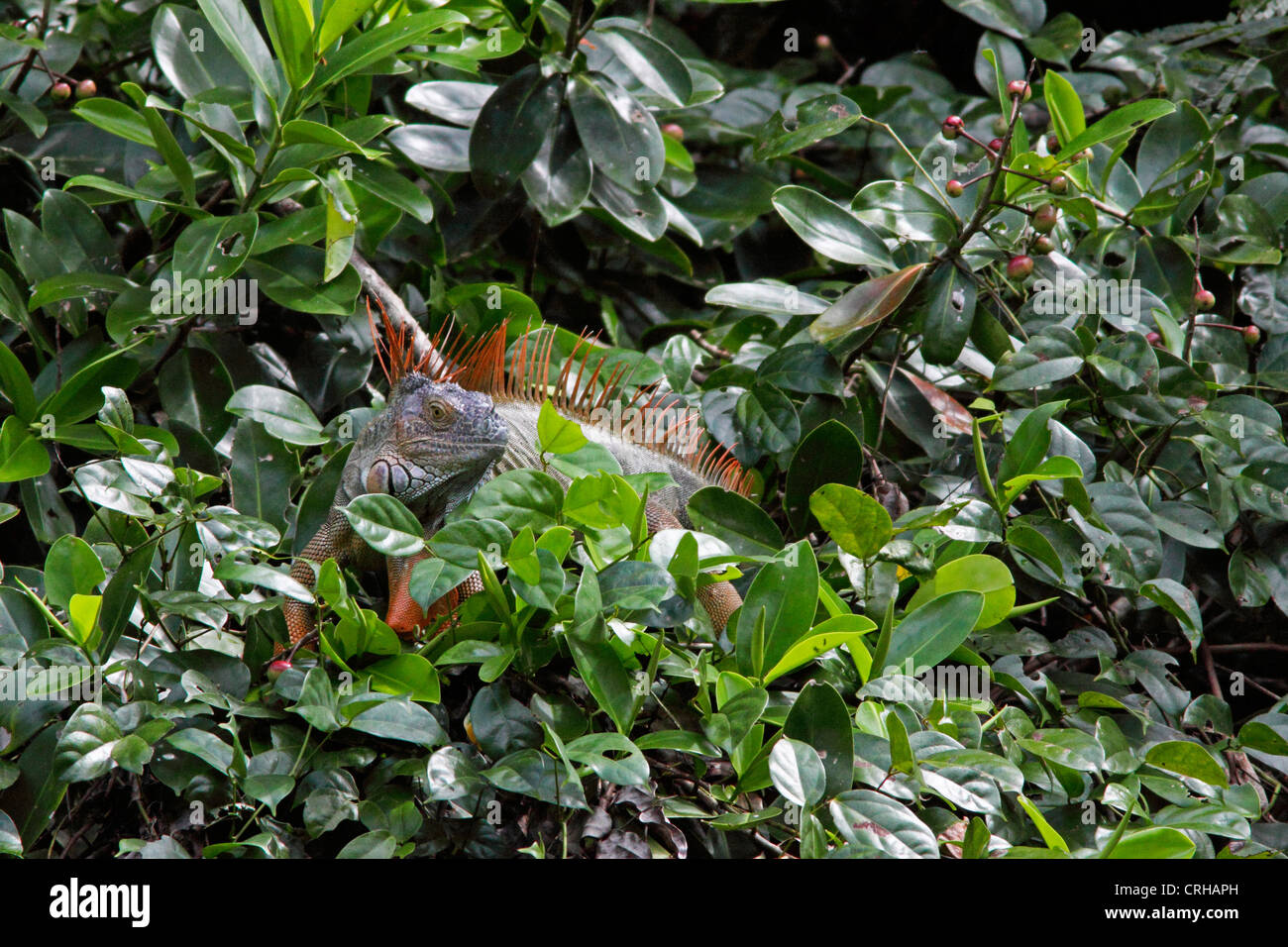 Maschio verde (Iguana Iguana iguana) nella foresta pluviale. Parco Nazionale di Tortuguero in Costa Rica. Ottobre 2011. Foto Stock