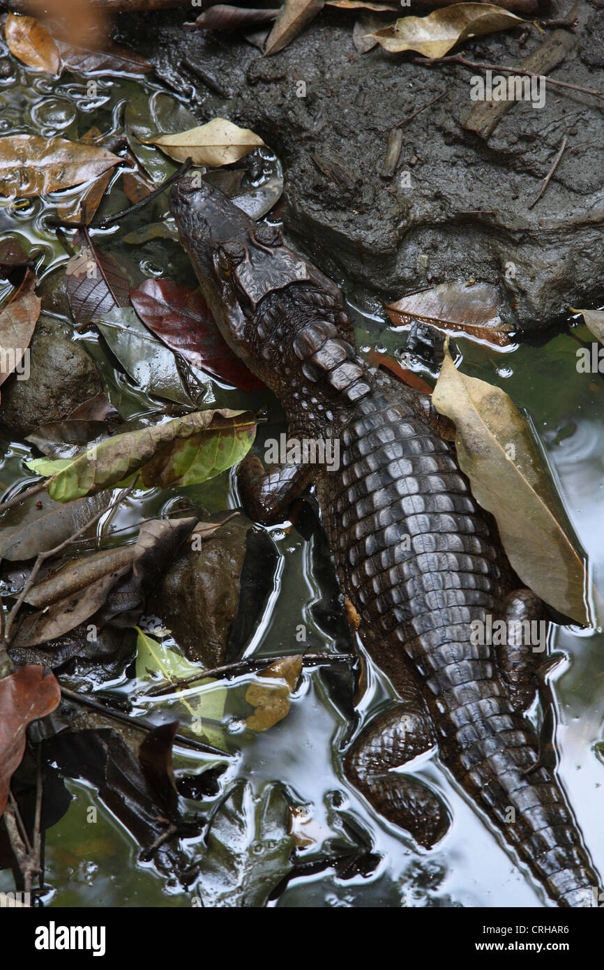 Caimano dagli occhiali (Caiman crocodilus) nel ruscello semi asciutto. Parco Nazionale di Corcovado, Osa Peninsula, Costa Rica. Marzo 2012. Foto Stock