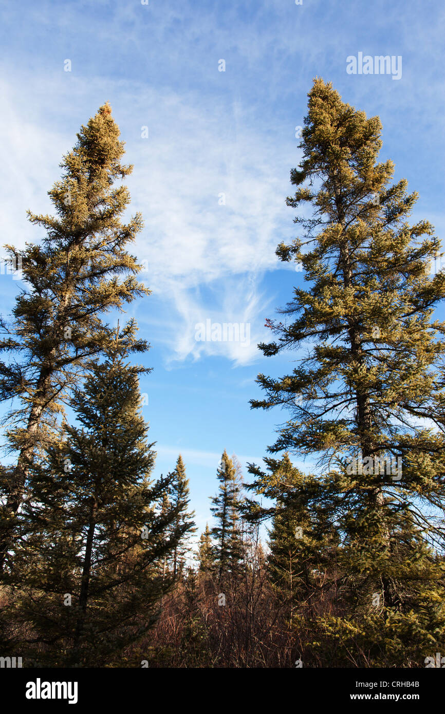 Abete rosso nero di alberi che crescono nel difficile ambiente della torbiera del nord del Minnesota - Big Bog membro Area ricreativa. Foto Stock