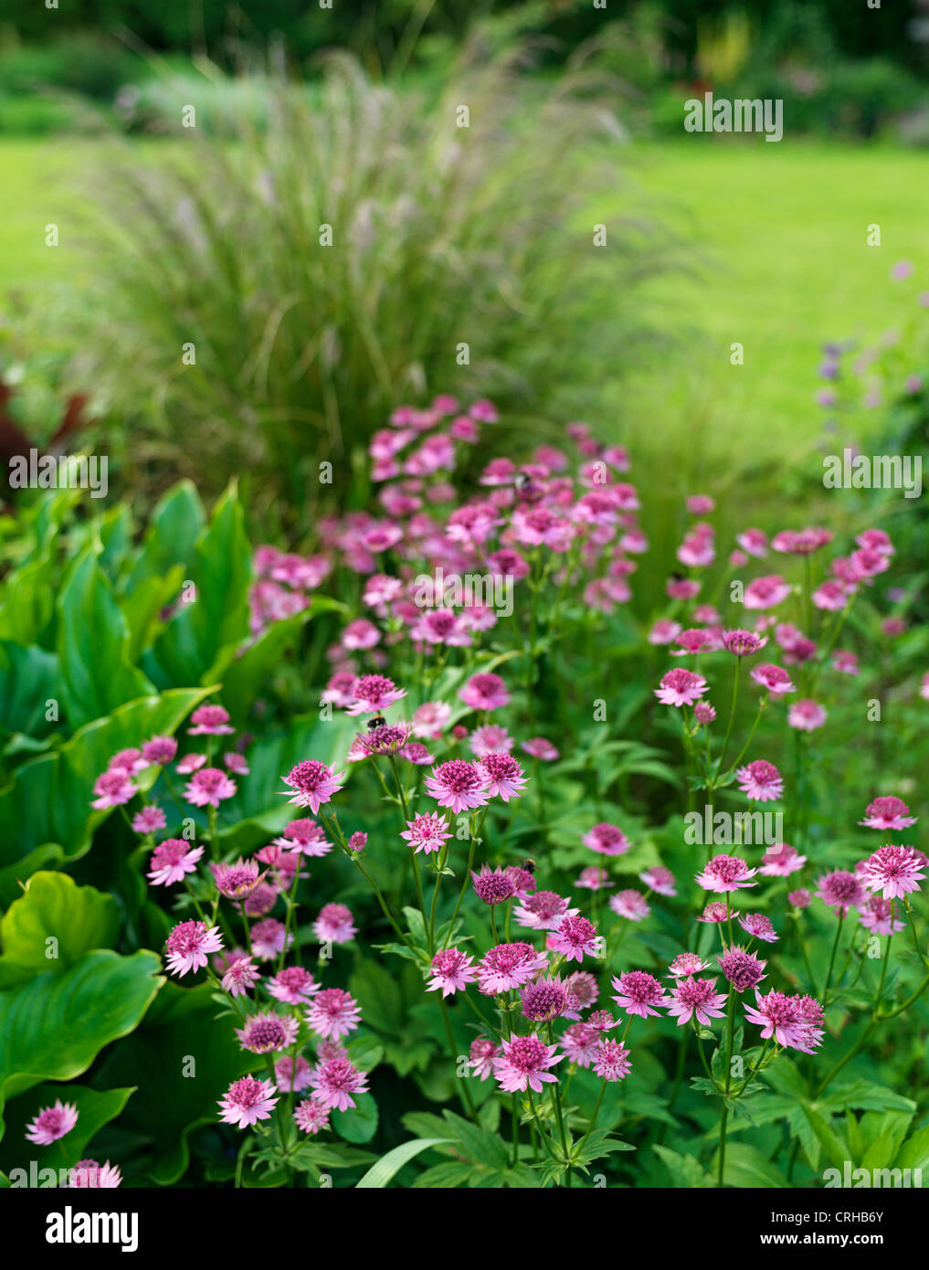 Piuttosto Astrantia Major " Roma " fiori in un giardino inglese Foto Stock