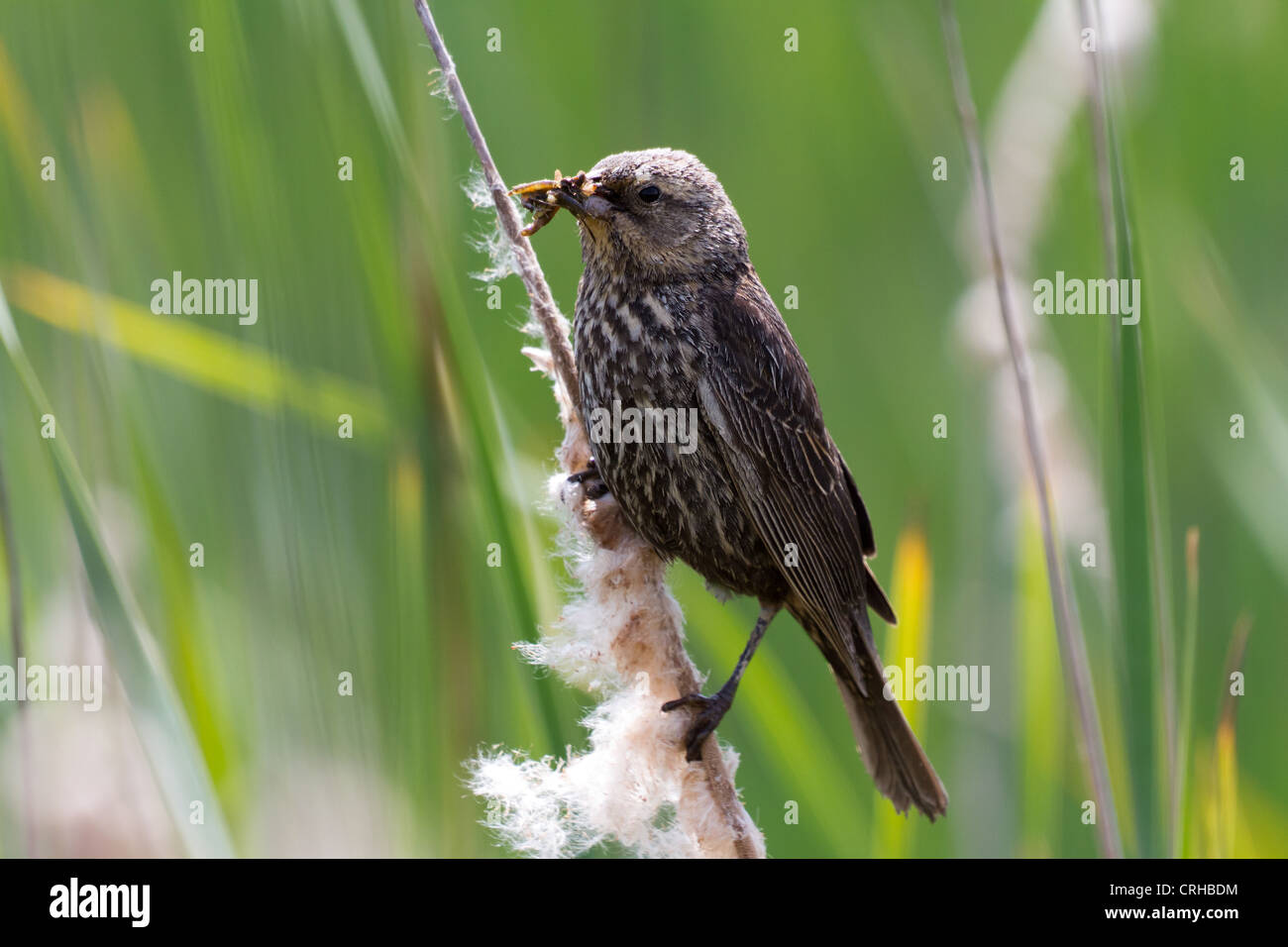 Femmina ala rossa blackbird close up Foto Stock