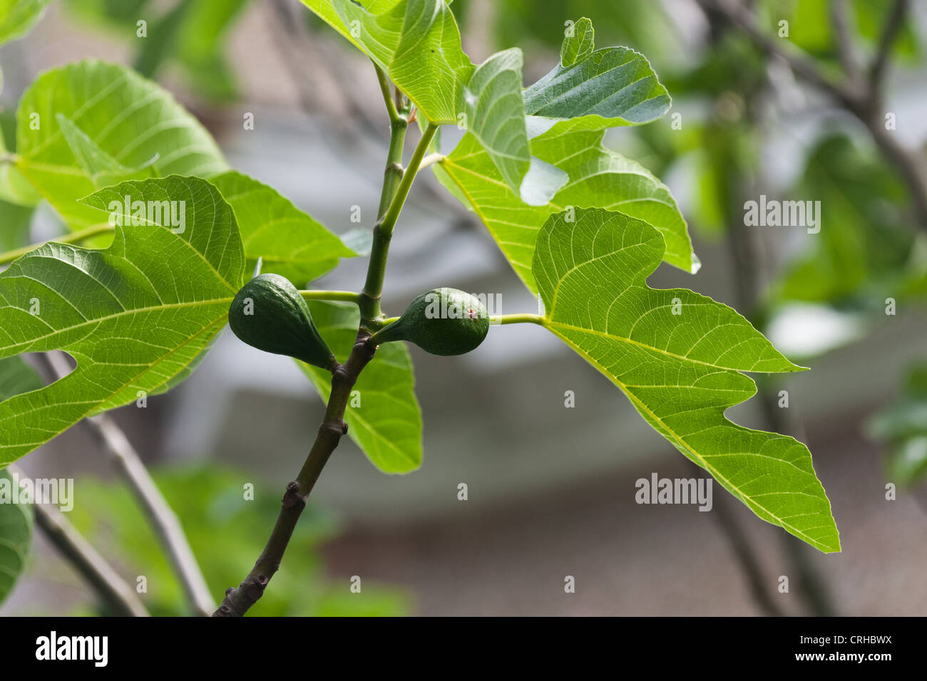 Fig Tree, Ficus carica Linn Foto Stock
