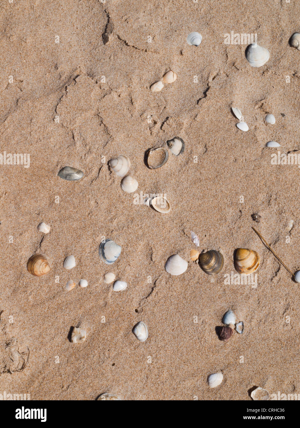 Spiaggia di sabbia e conchiglie Foto Stock