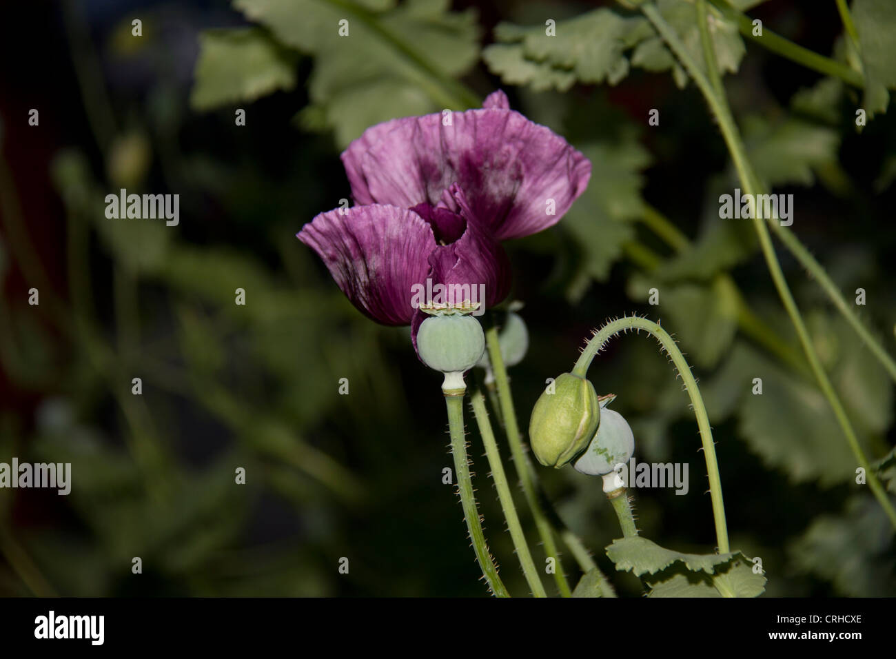 Essiccazione dei papaveri Foto Stock