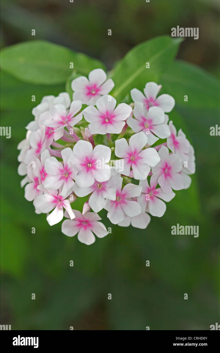 Fiori phlox, latino Phlox paniculata Foto Stock