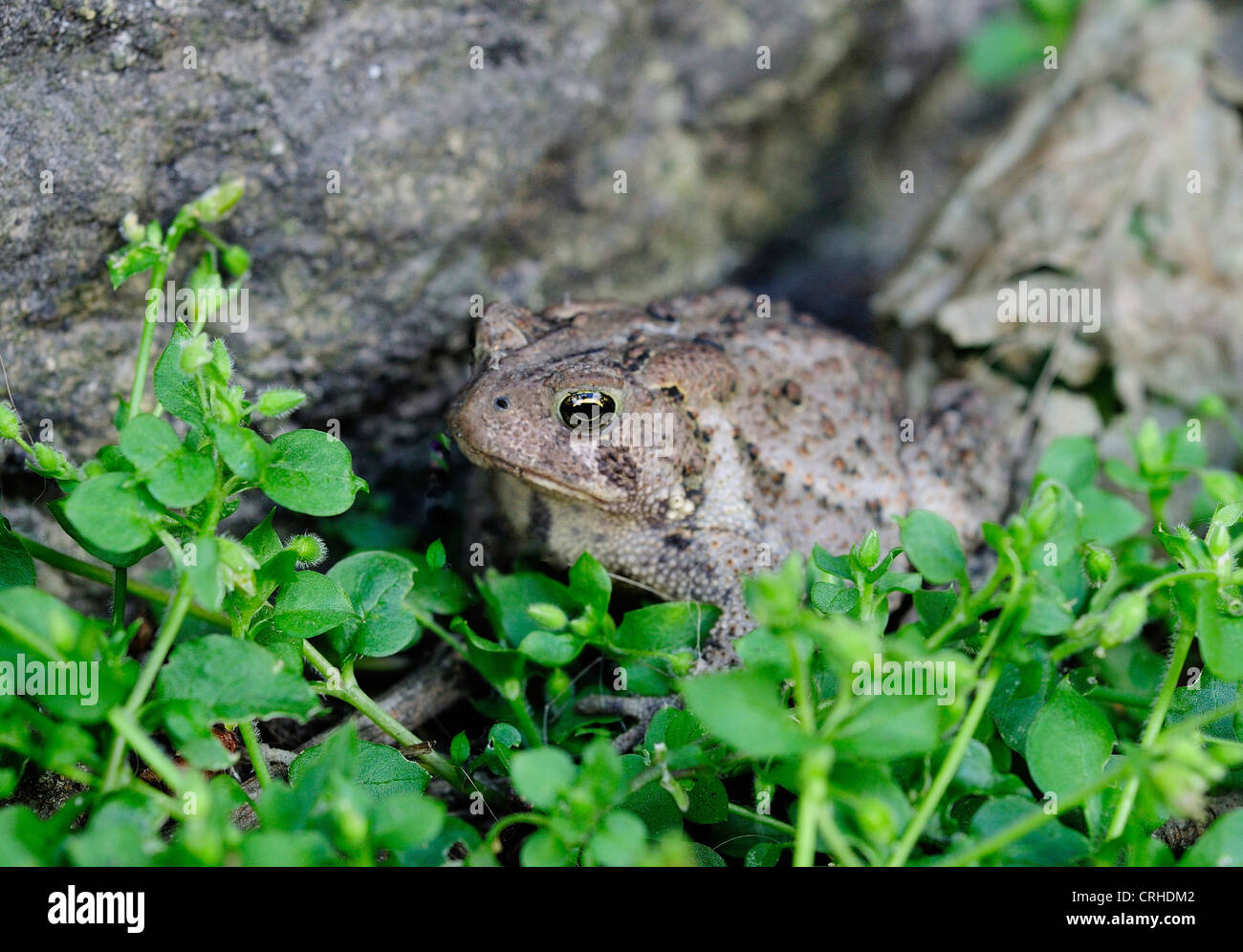 Mimetizzati Toad Foto Stock