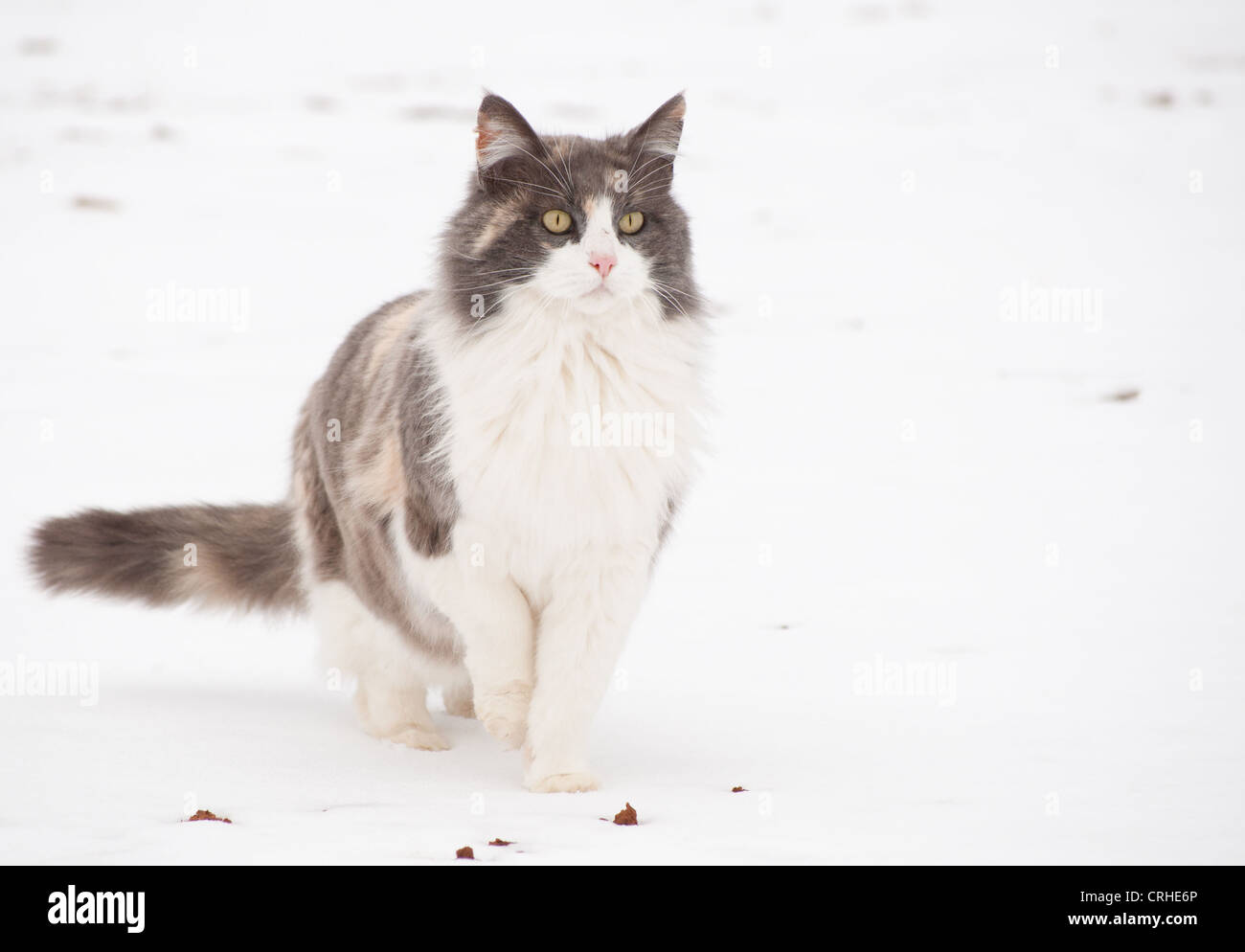 Diluito gatta calico in snow, alertly cercando in distanza Foto Stock