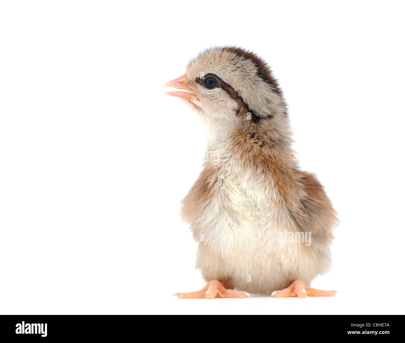 Carino con striping pulcino di Pasqua su bianco Foto Stock