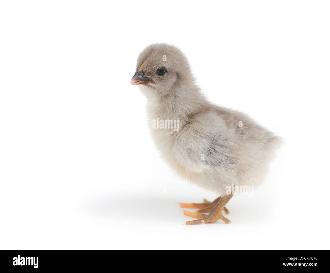 Adorable blue Pasqua pulcino su sfondo bianco Foto Stock