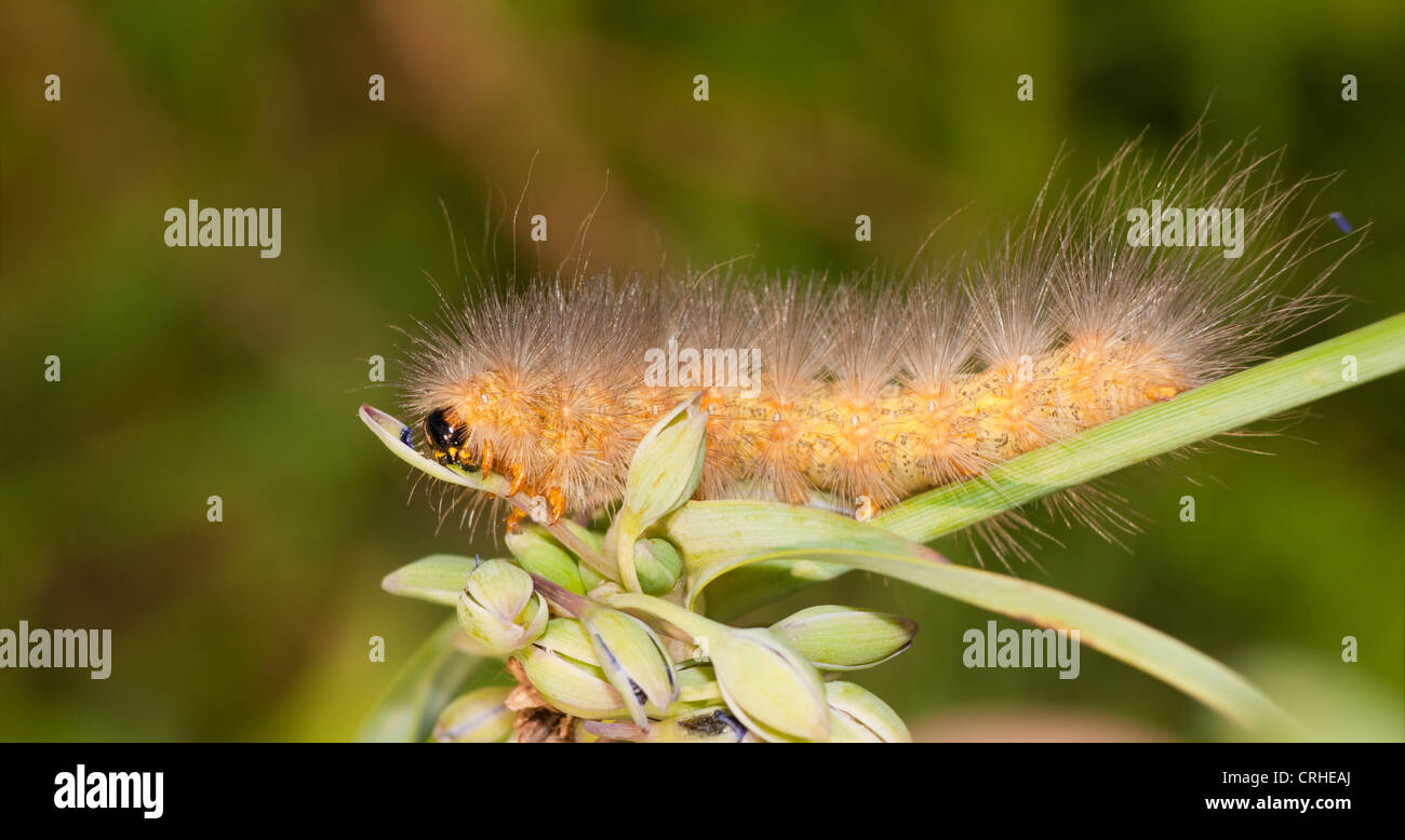 Orso giallo caterpillar alimentazione su un Spiderwort bud Foto Stock