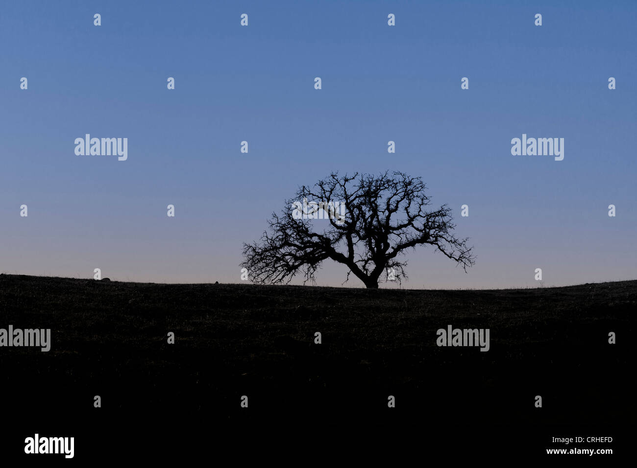 Un Lone Tree al crepuscolo Foto Stock