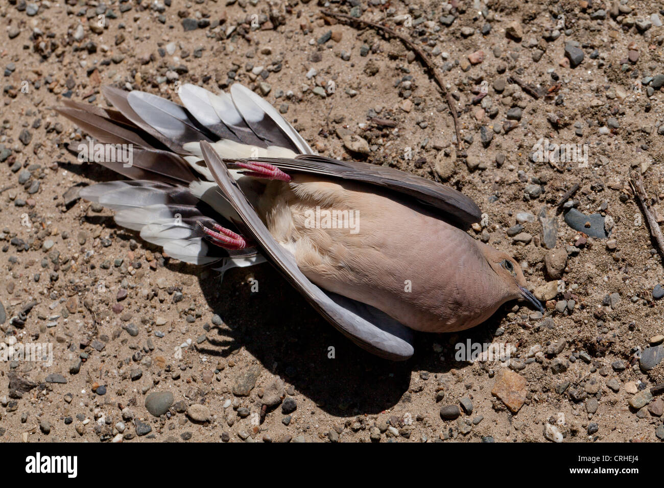 Lutto morto colomba (Zenaida macroura) sul suolo - California USA Foto Stock Lutto morto colomba (Zenaida macroura) sul suolo - California USA Foto Stock