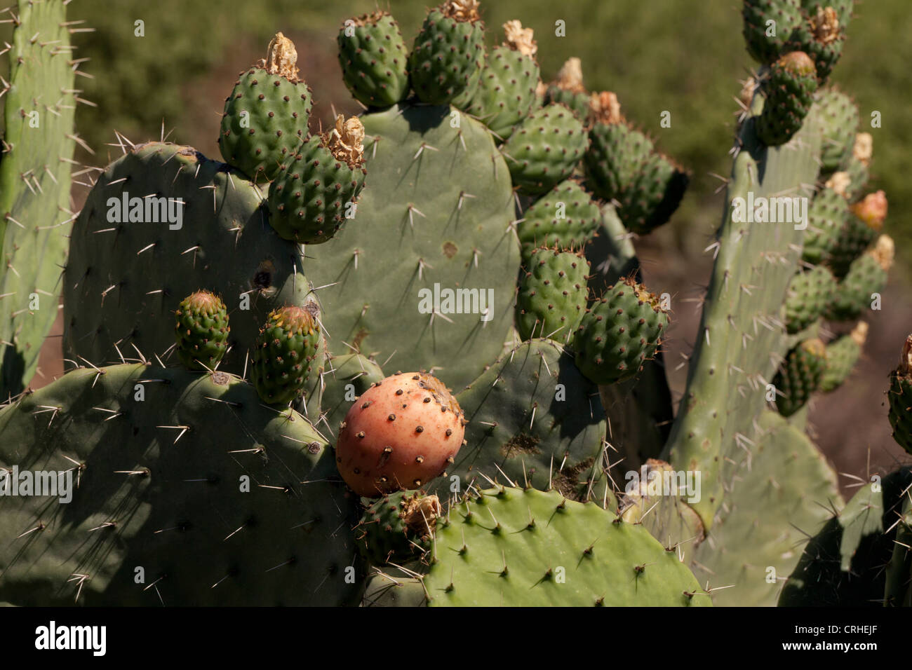 Coda di castoro frutti di cactus aka fichidindia (Opuntia) - California USA Foto Stock
