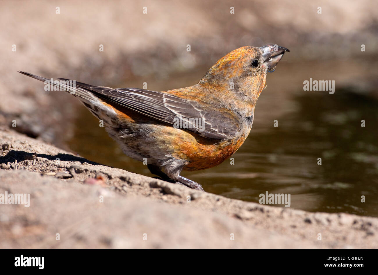 Rosso (Crossbill Loxia curvirostra) maschio di bere da un piccolo stagno al Lago di cabina, Oregon, Stati Uniti d'America in giugno Foto Stock