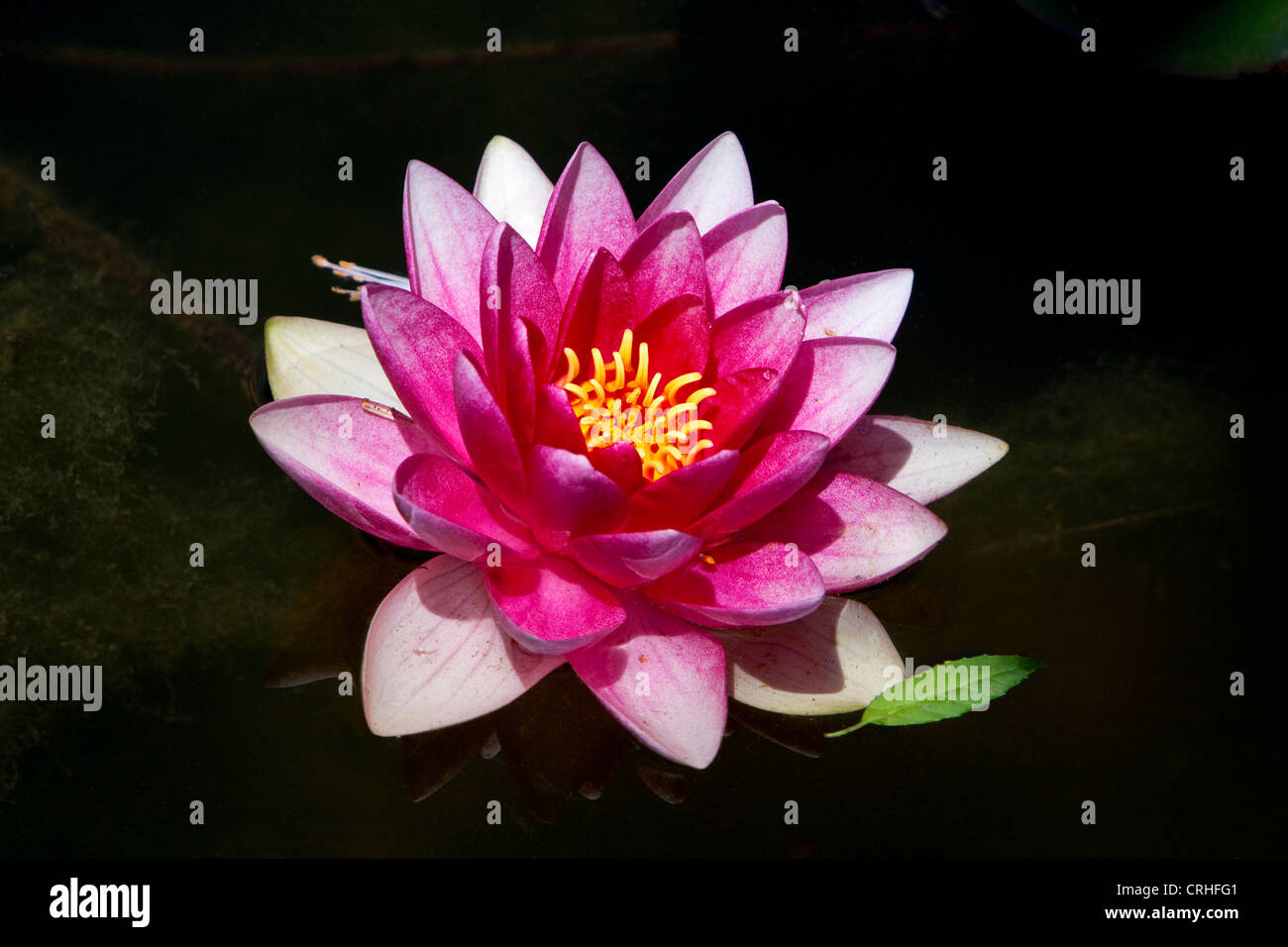 Acqua di rosa Lily (Nymphaeaceae) su un laghetto a Riva acri del parco statale di Cape Arago, Oregon, Stati Uniti d'America in luglio Foto Stock