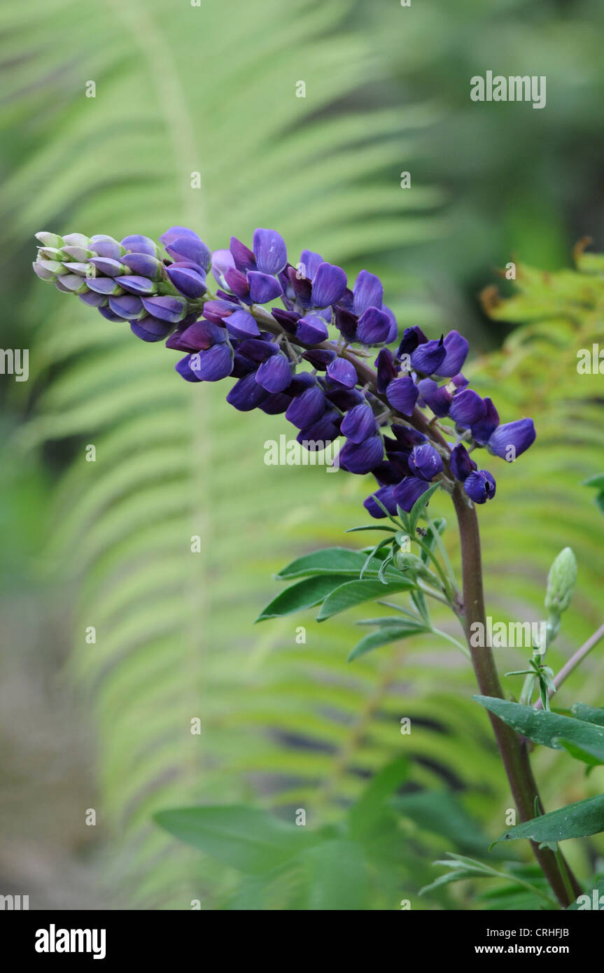 fiore del lupino Foto Stock
