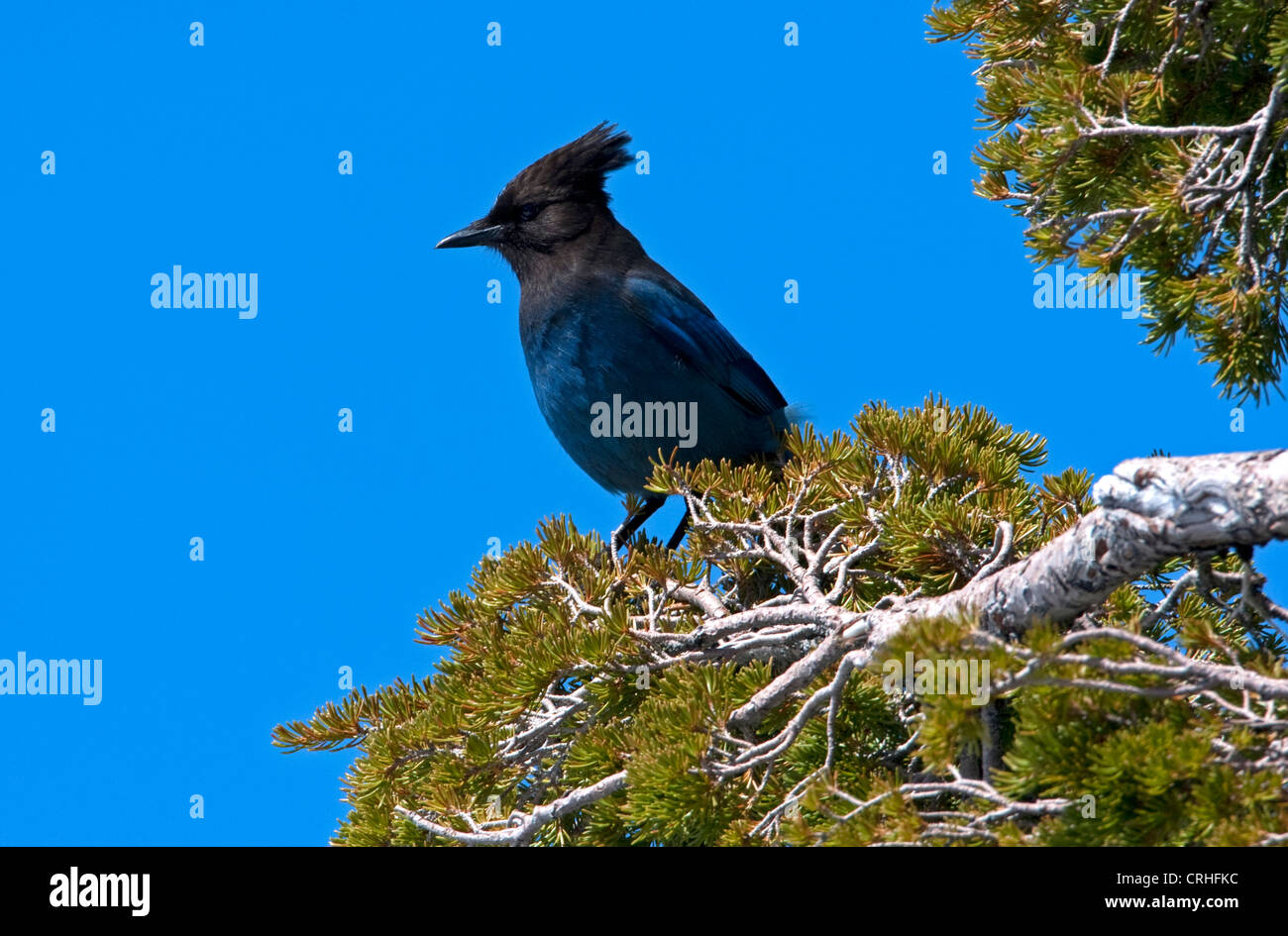 Steller Jay (Cyanocitta stelleri) arroccato in una conifera presso il cratere del lago, Oregon , Stati Uniti in giugno Foto Stock