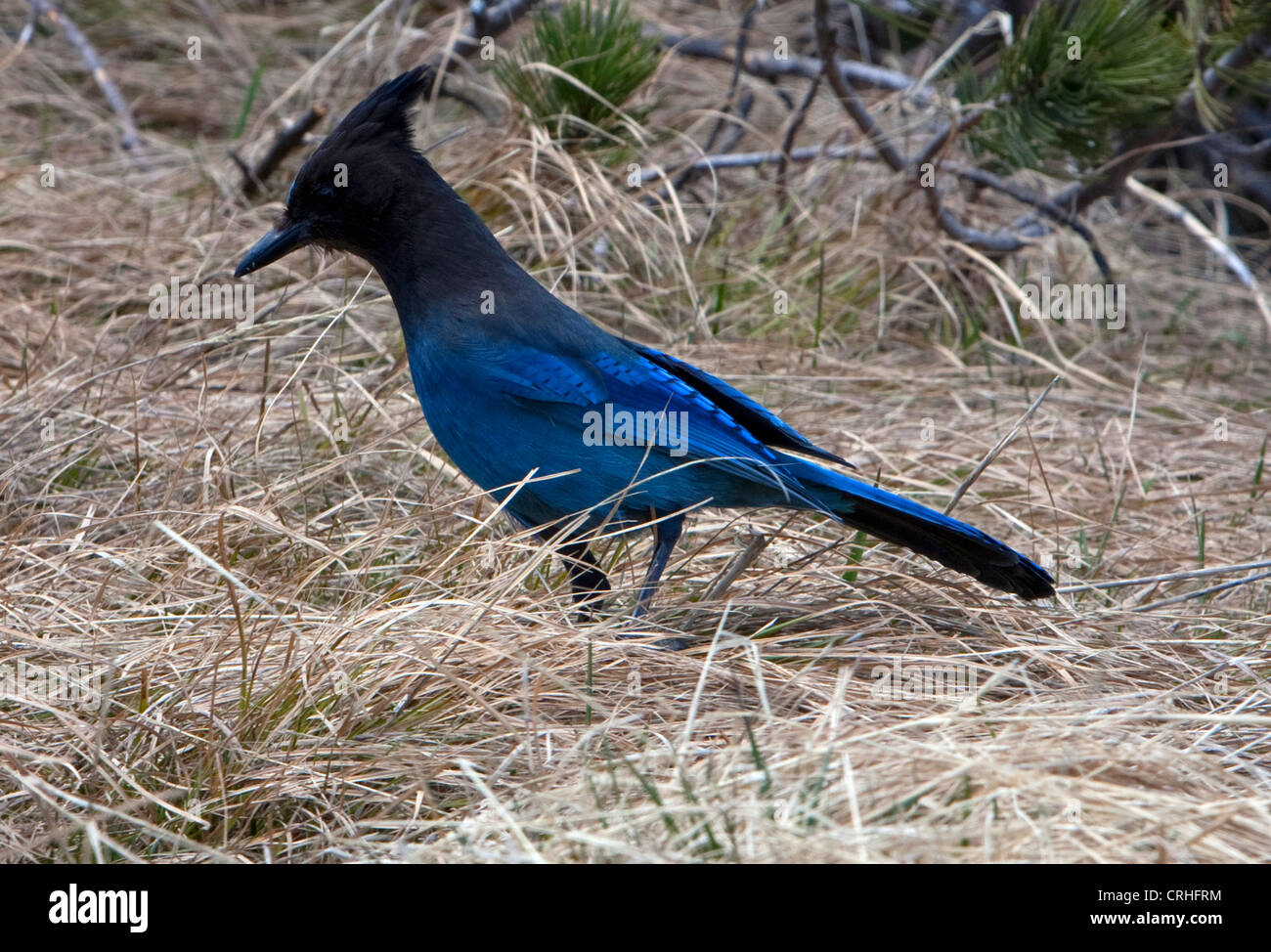 Steller Jay (Cyanocitta stelleri) alimentazione su erba secca bank presso il cratere del lago, Oregon , Stati Uniti in giugno Foto Stock