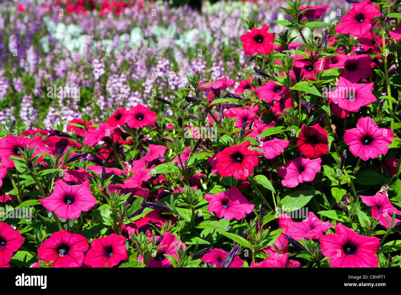 Flower Garden - North Carolina Arboretum - Asheville, North Carolina, STATI UNITI D'AMERICA Foto Stock