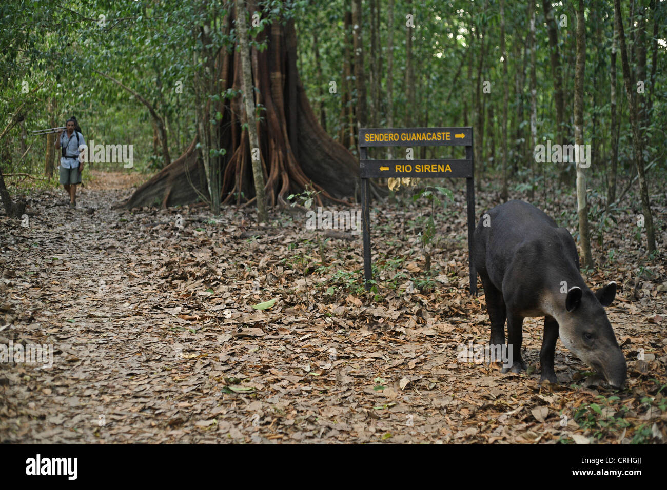 Guida natura e di Baird, il tapiro (Tapirus bairdii) alimentazione nella foresta pluviale. Parco Nazionale di Corcovado, Osa Peninsula, Costa Rica. Foto Stock