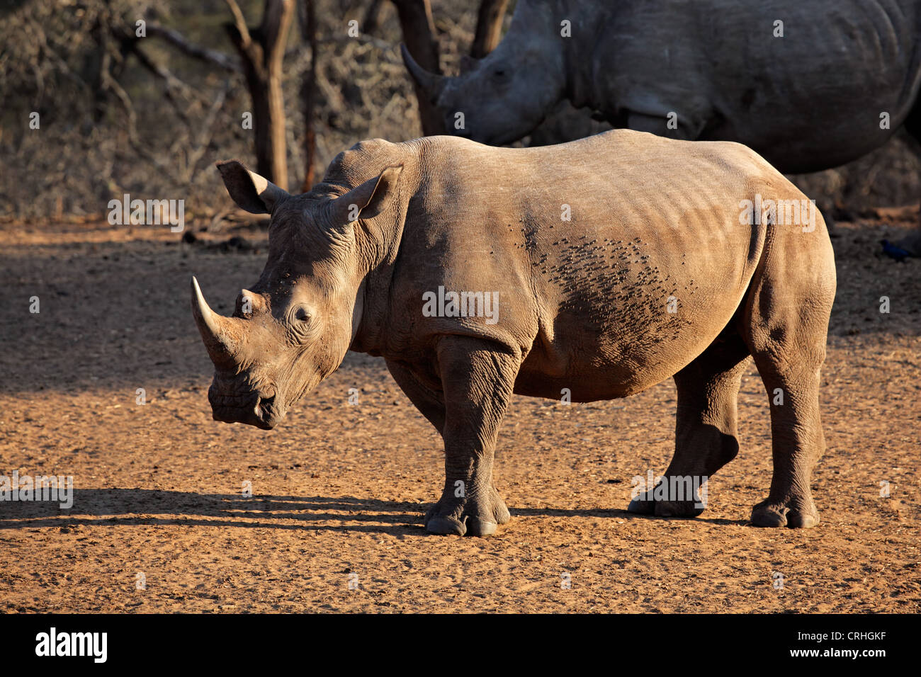 Bianco (piazza-con labbro) rinoceronte (Ceratotherium simum), Mkuze Game Reserve, Sud Africa Foto Stock