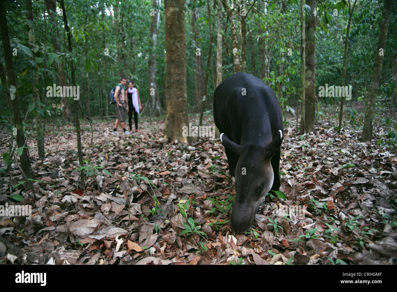 I turisti a guardare un Baird, il tapiro (Tapirus bairdii) alimentazione nella foresta pluviale. Parco Nazionale di Corcovado, Osa Peninsula, Costa Rica. Foto Stock