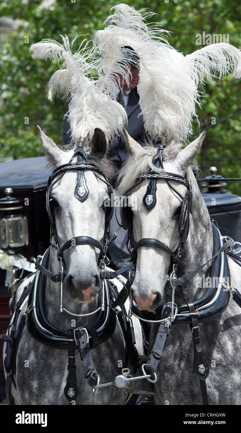 Colline punteggiano grigio cavalli progetto di trazione di un carrello di nozze. Londra Foto Stock
