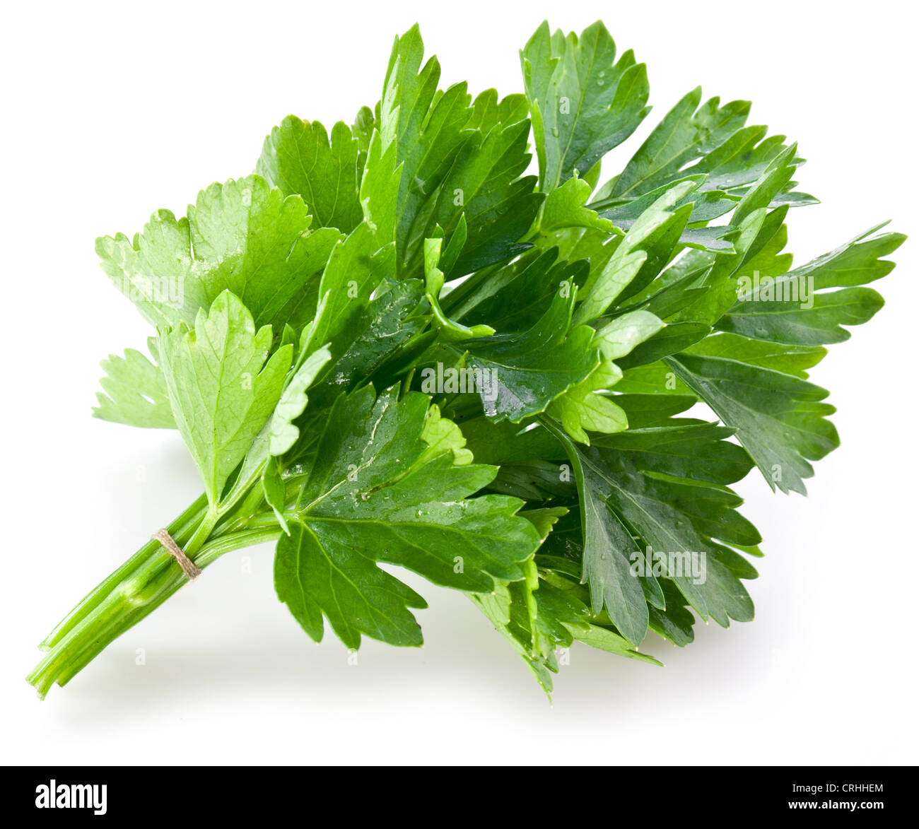 Mazzetto di coriandolo verde su uno sfondo bianco. Foto Stock