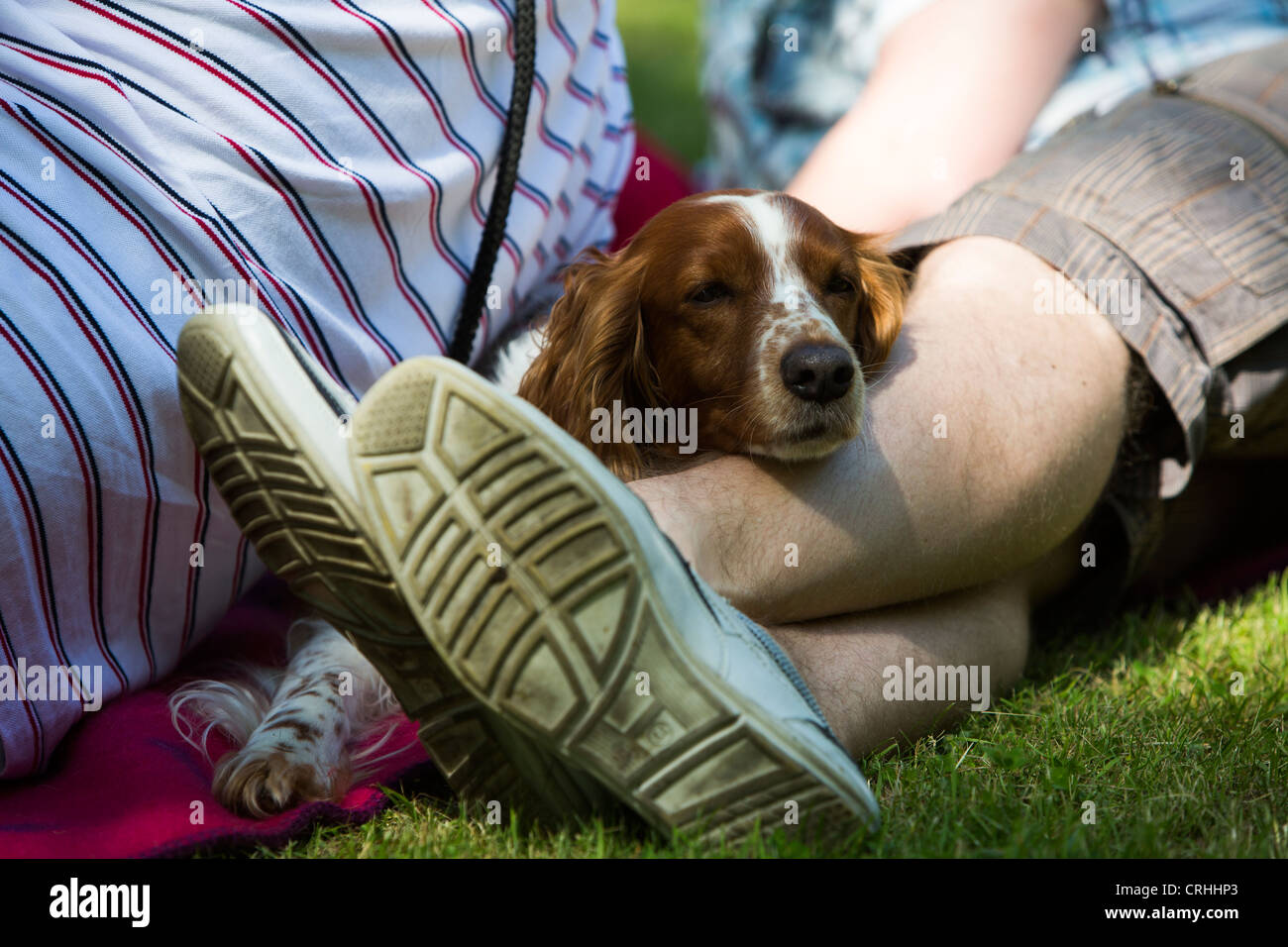 Un cane dorme su piedi Foto Stock
