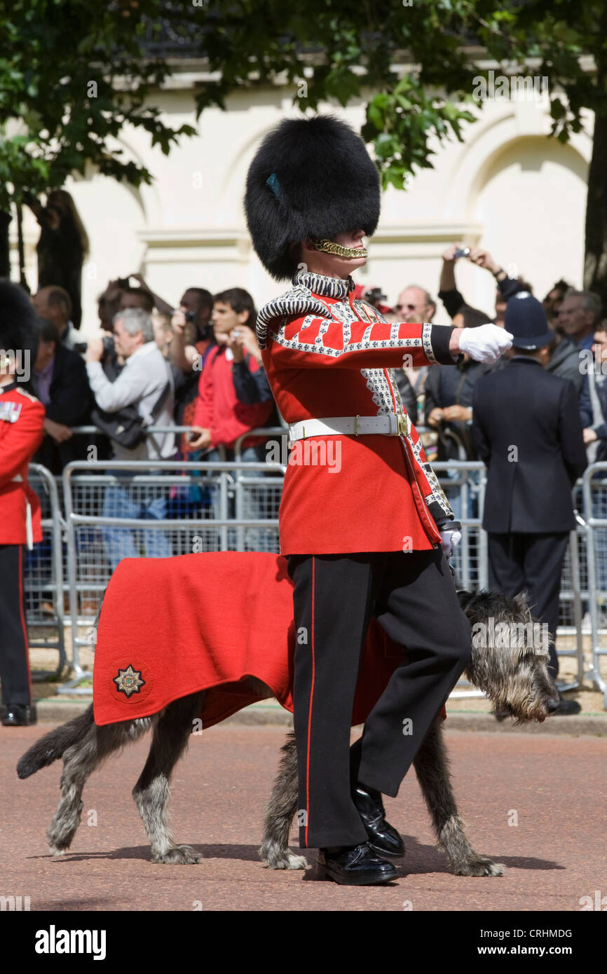 Conmael Irish Wolfhound mascotte del irlandese Guardie con il suo gestore marciando verso il basso il mall Trooping il colore 2012. Foto Stock