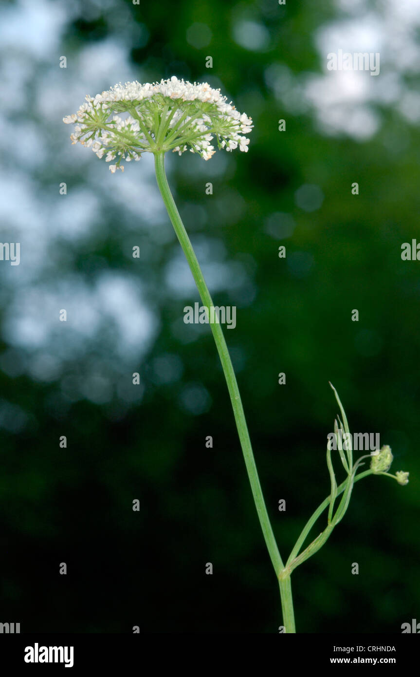 CORKY A FRUTTO GROSSO ACQUA-DROPWORT Oenanthe pimpinelloides (Apiaceae) Foto Stock