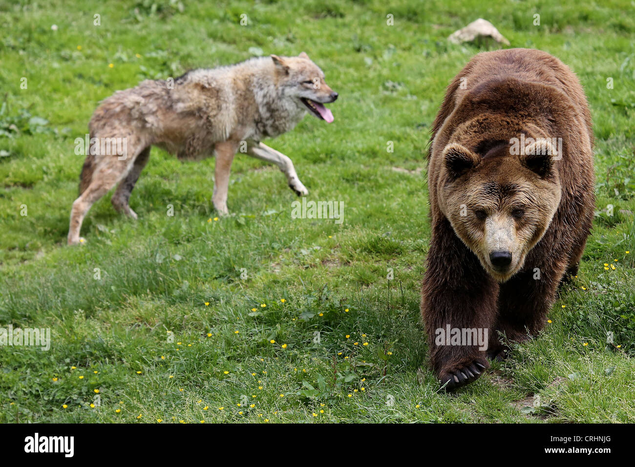 Orso e il lupo presso il Parc del Giura, Svizzera Foto Stock