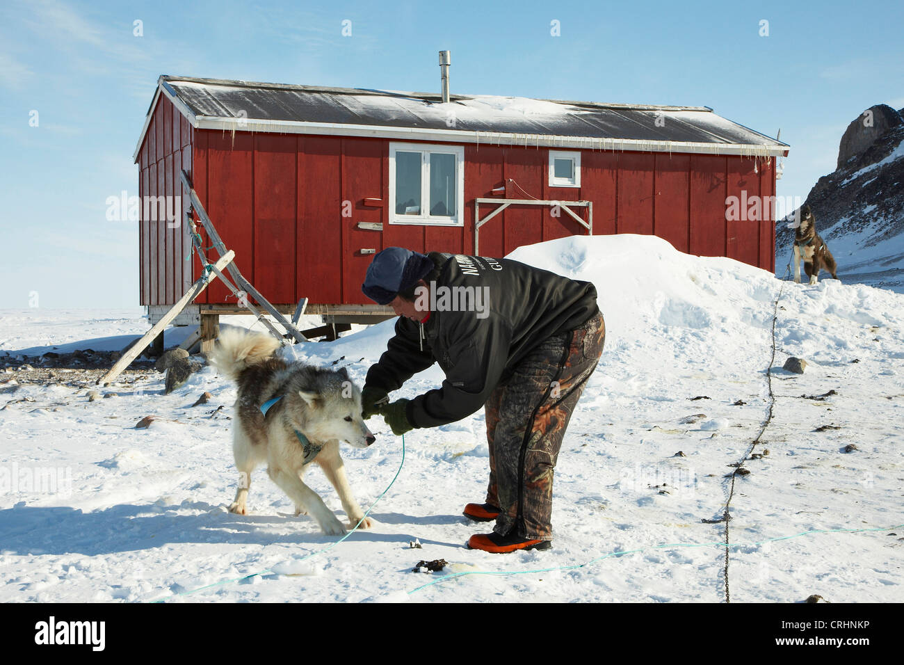 La Groenlandia cane (Canis lupus f. familiaris), Inuit hunter con cani da slitta nella parte anteriore del padiglione di caccia, Groenlandia, Ostgroenland, Tunu, Kalaallit Nunaat, Liverpool Land, Kap Hoegh Foto Stock